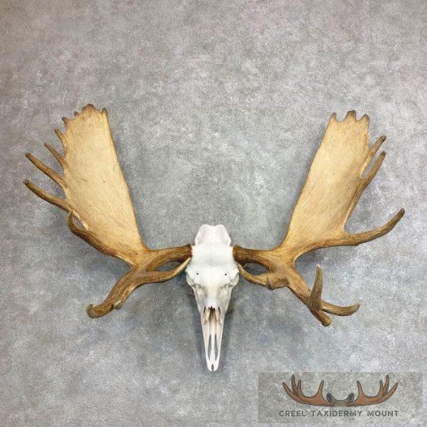 Alaskan Yukon Moose Skull European Taxidermy For Sale