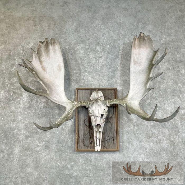 Moose Skull European Taxidermy Piece For Sale