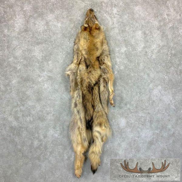 Alaskan Yukon Wolf Tanned Hide For Sale