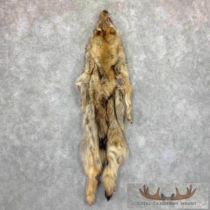 Alaskan Yukon Wolf Tanned Hide For Sale