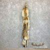 Alaskan Yukon Wolf Tanned Hide For Sale