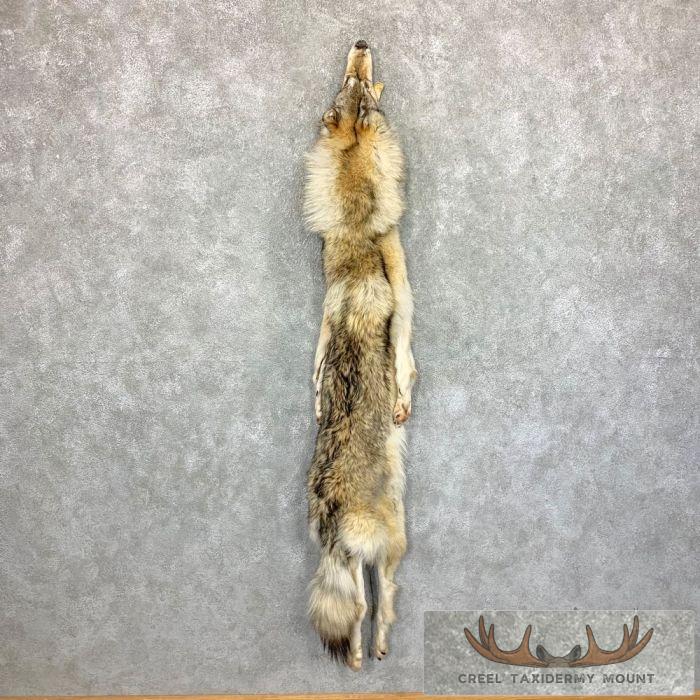 Alaskan Yukon Wolf Tanned Hide For Sale