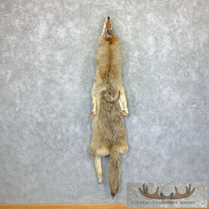 Alaskan Yukon Wolf Tanned Hide For Sale