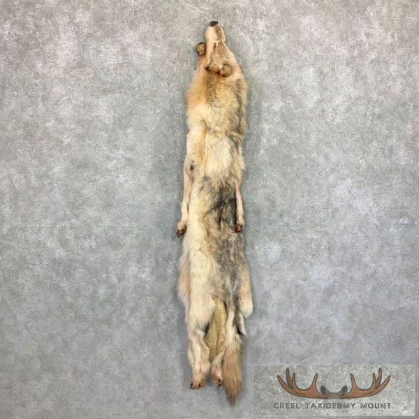 Alaskan Yukon Wolf Tanned Hide For Sale