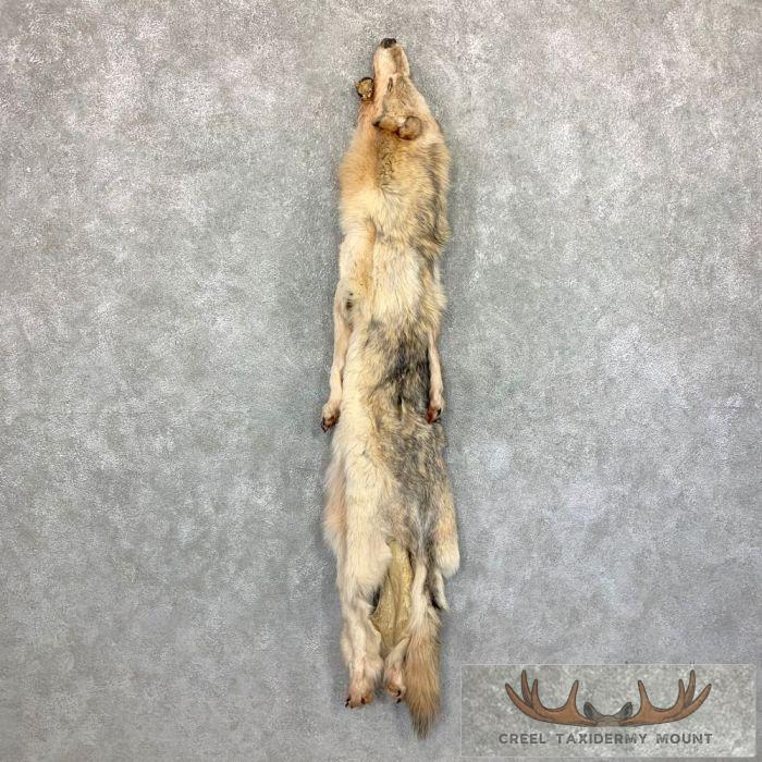 Alaskan Yukon Wolf Tanned Hide For Sale