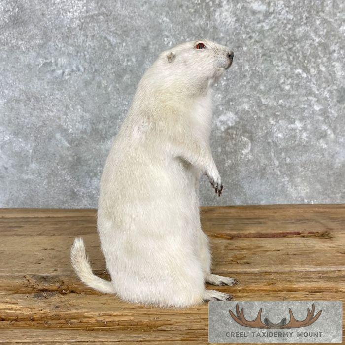 Albino Prairie Dog Life-Size Taxidermy Mount For Sale