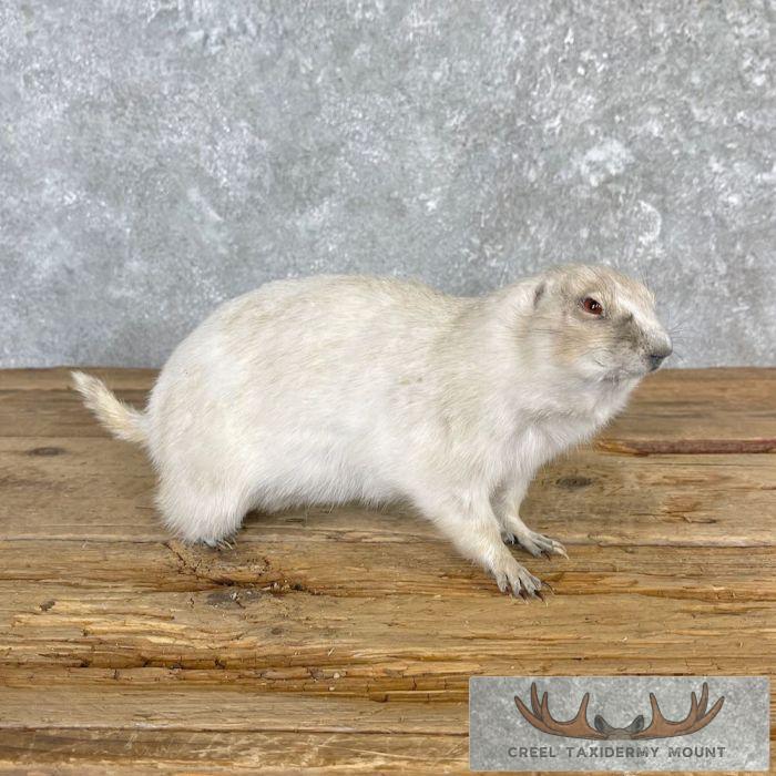 Albino Prairie Dog Life-Size Taxidermy Mount For Sale