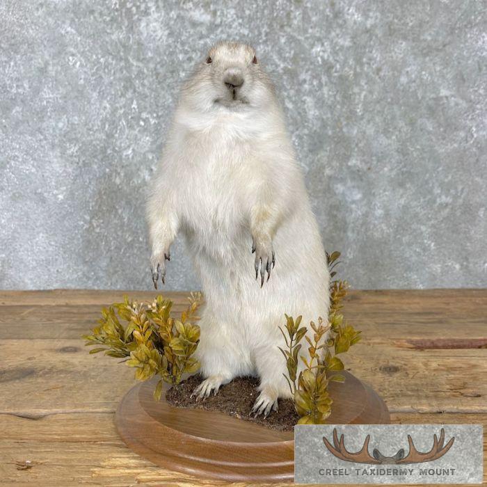 Albino Prairie Dog Life-Size Taxidermy Mount For Sale