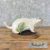 Albino Prairie Dog Life-Size Taxidermy Mount For Sale