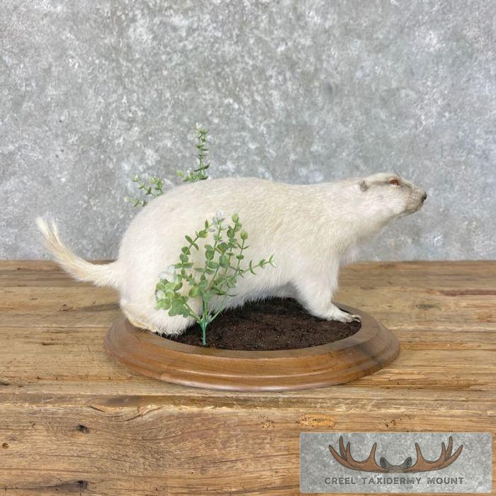 Albino Prairie Dog Life-Size Taxidermy Mount For Sale