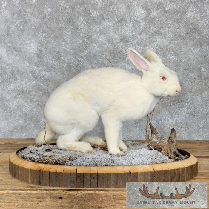 Albino Rabbit Life-size Taxidermy Mount For Sale - Creel Taxidermy