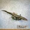 Alligator Life-Size Taxidermy Mount For Sale