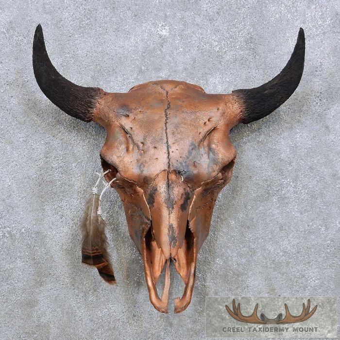 American Buffalo/Bison Skull Taxidermy Mount For Sale