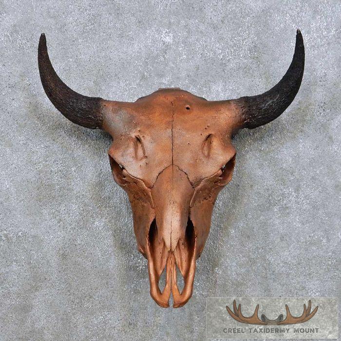 American Buffalo/Bison Skull Taxidermy Mount For Sale