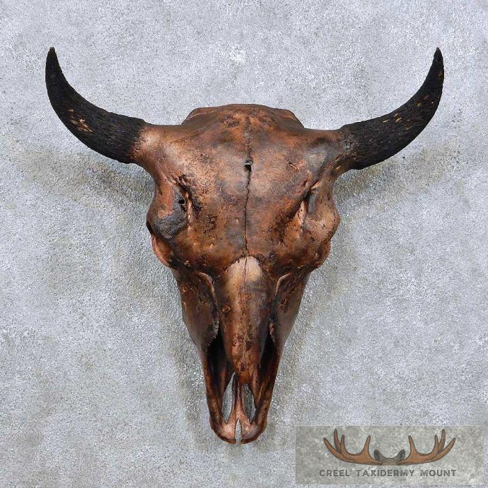 American Buffalo/Bison Skull Taxidermy Mount For Sale