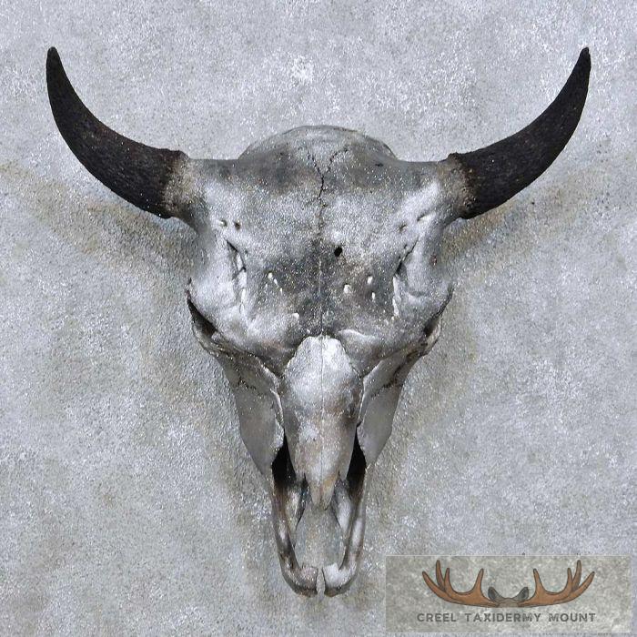 American Buffalo/Bison Skull Taxidermy Mount For Sale