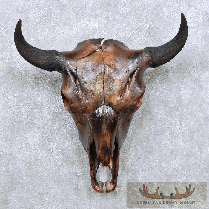 American Buffalo/Bison Skull Taxidermy Mount For Sale