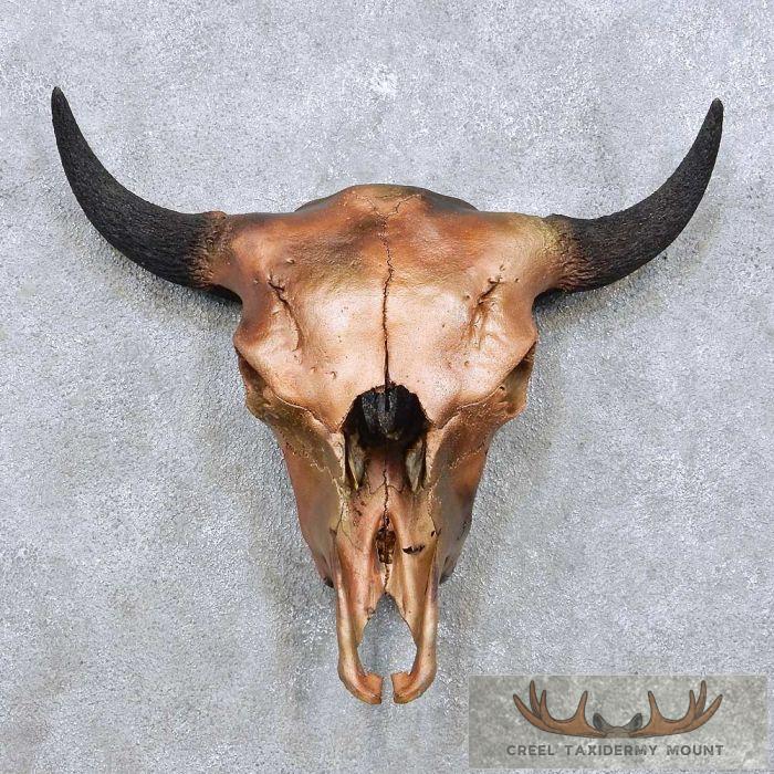American Buffalo/Bison Skull Taxidermy Mount For Sale