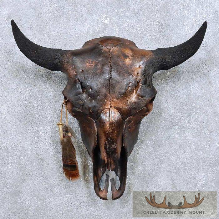 American Buffalo/Bison Skull Taxidermy Mount For Sale