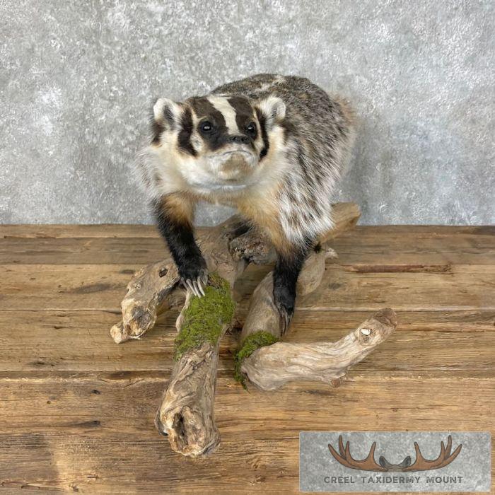 Badger Rug Mount American Badger Life-Size Taxidermy Mount For Sale - Creel Taxidermy
