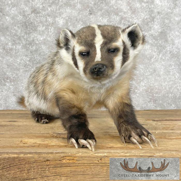 Badger Rug Mount American Badger Life-Size Taxidermy Mount For Sale - Creel Taxidermy