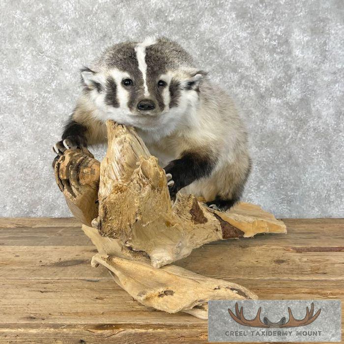 Badger Rug Mount American Badger Life-Size Taxidermy Mount For Sale - Creel Taxidermy