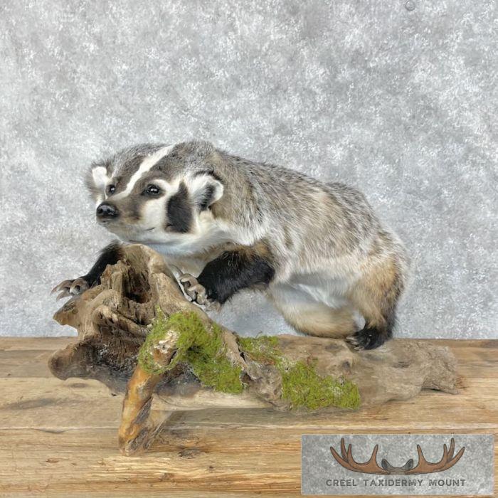 Badger Rug Mount American Badger Life-Size Taxidermy Mount For Sale - Creel Taxidermy
