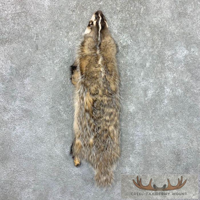 American Badger Tanned Hide For Sale
