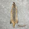 American Badger Tanned Hide For Sale