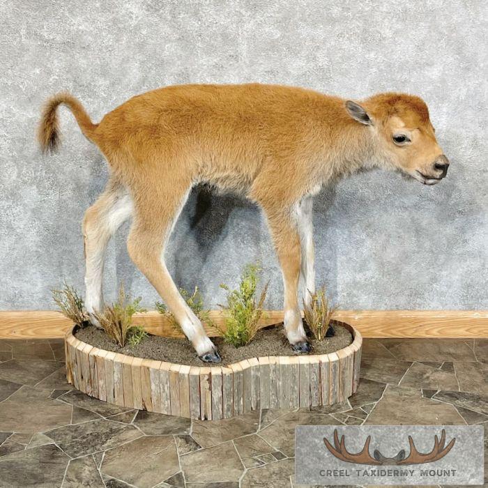 American Buffalo Calf Life-Size Taxidermy Mount For Sale