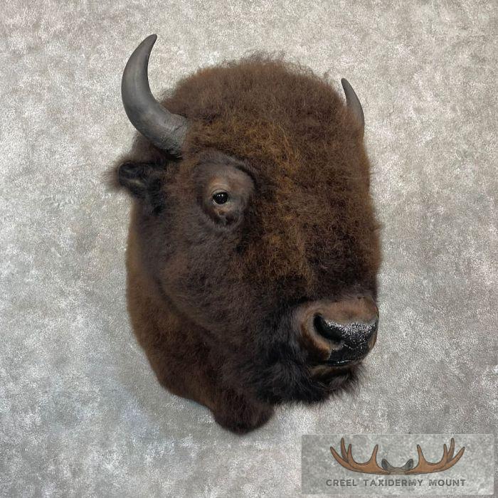American Buffalo Taxidermy Shoulder Mount For Sale