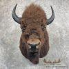 American Buffalo Taxidermy Shoulder Mount For Sale