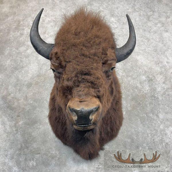 American Buffalo Taxidermy Shoulder Mount For Sale