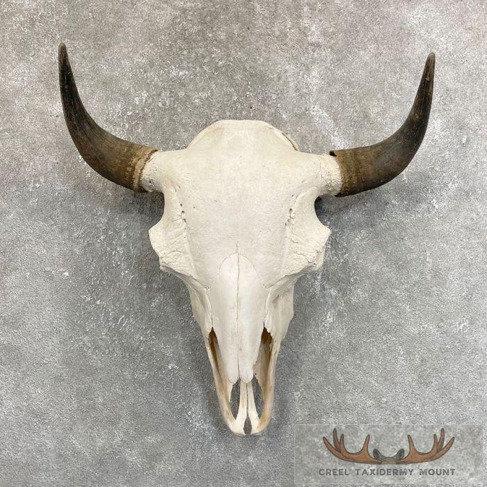 American Buffalo/Bison Skull Taxidermy Mount For Sale