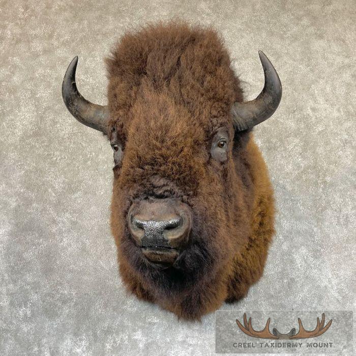 American Buffalo Taxidermy Shoulder Mount For Sale