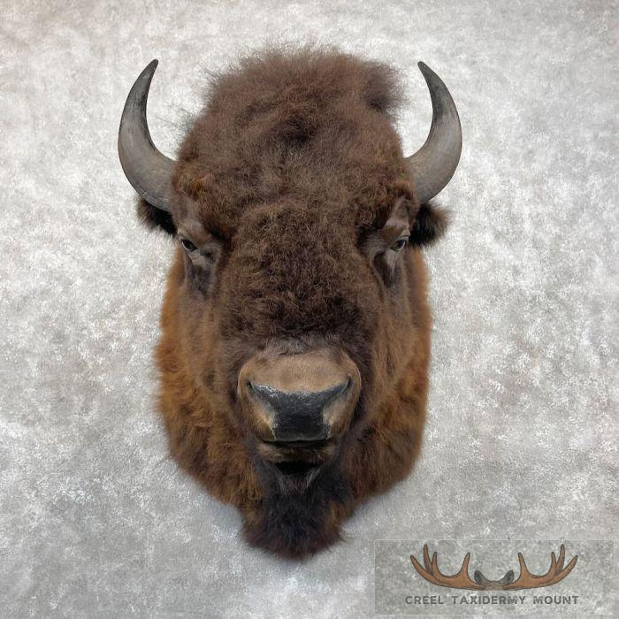 American Buffalo Taxidermy Shoulder Mount For Sale