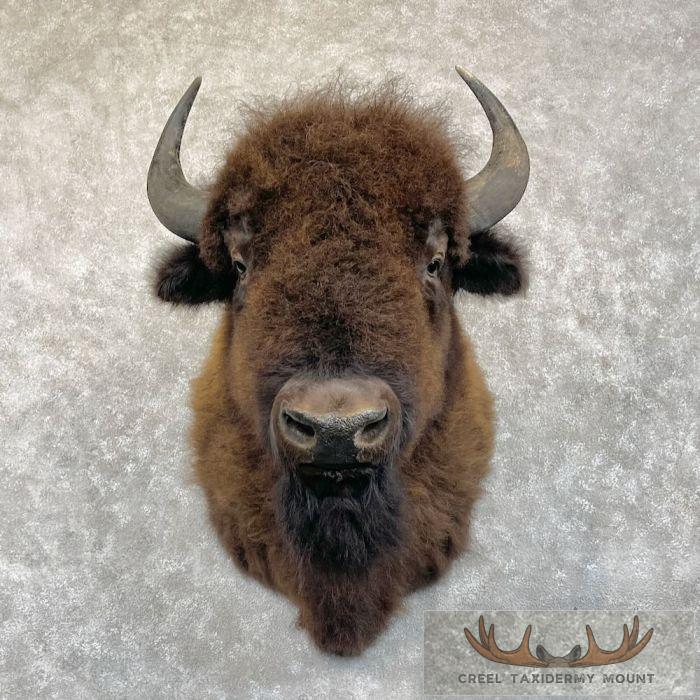 American Buffalo Taxidermy Shoulder Mount For Sale