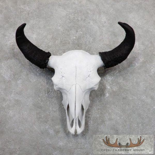 American Buffalo/Bison Skull Taxidermy Mount For Sale