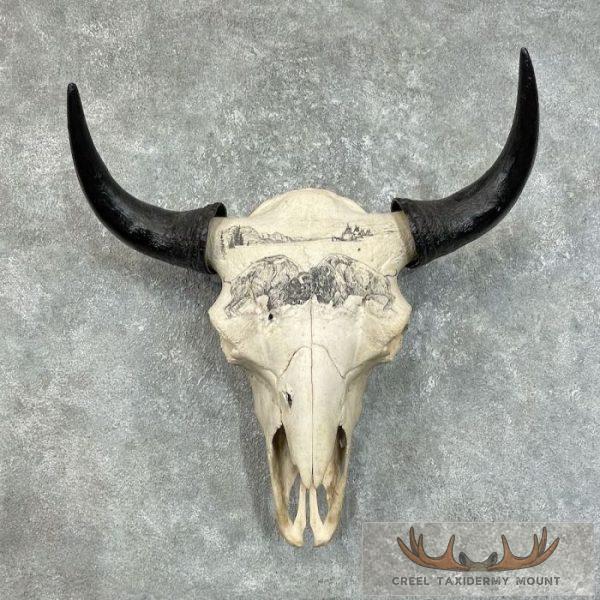 American Buffalo/Bison Skull Taxidermy Mount For Sale