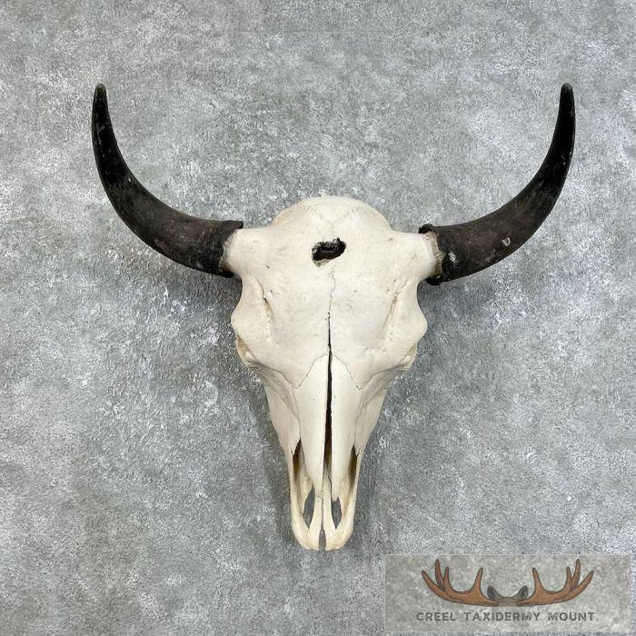 American Buffalo/Bison Skull Taxidermy Mount For Sale