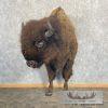 American Buffalo Taxidermy Half Life-Size Mount For Sale
