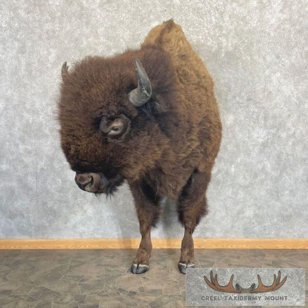 American Buffalo Taxidermy Half Life-Size Mount For Sale