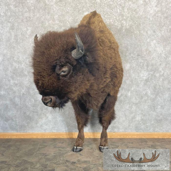 American Buffalo Taxidermy Half Life-Size Mount For Sale