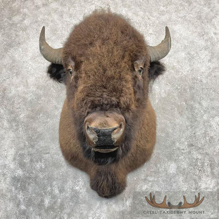 American Buffalo Taxidermy Shoulder Mount For Sale