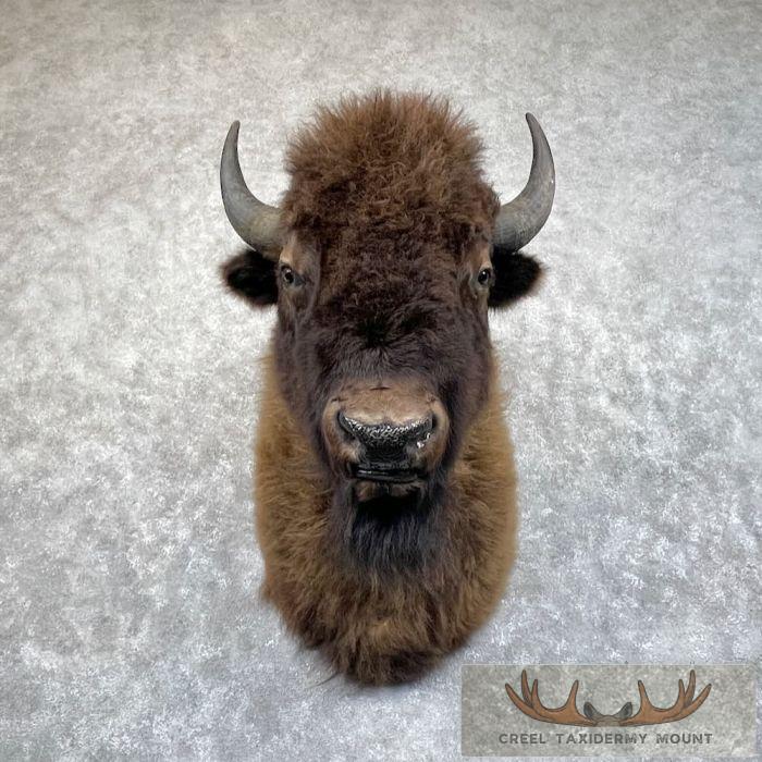 American Buffalo Taxidermy Shoulder Mount For Sale