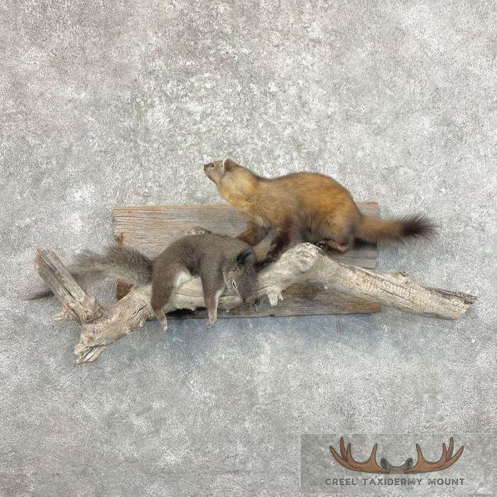 American Pine Marten Taxidermy Mount For Sale