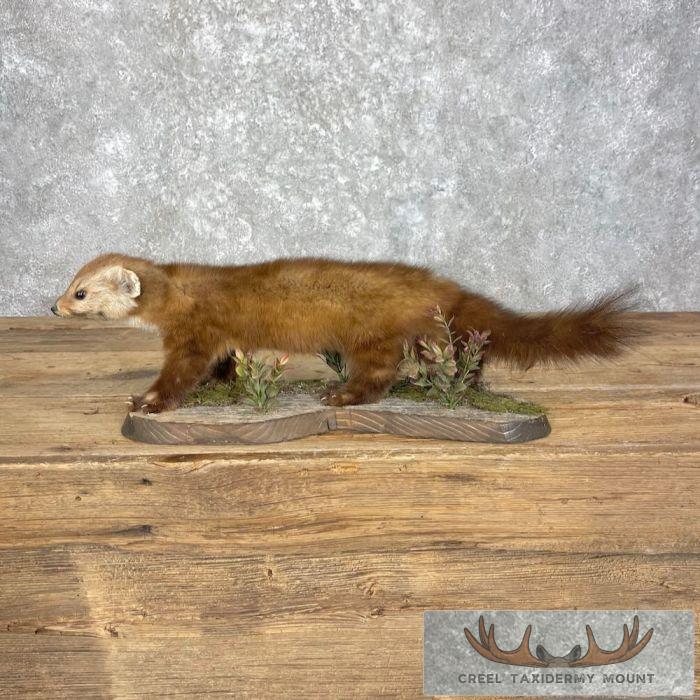American Pine Marten Taxidermy Mount For Sale