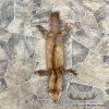 American Pine Marten Tanned Hide Taxidermy For Sale
