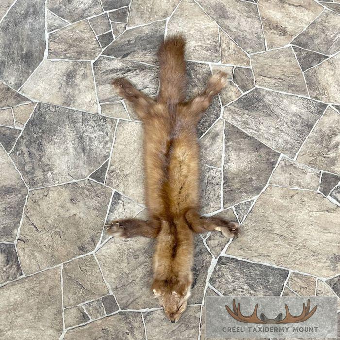 American Pine Marten Tanned Hide Taxidermy For Sale