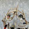 Elk and Whitetail Deer Antler Wine Rack For Sale - Image 3